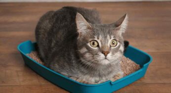 Pulire la lettiera del tuo gatto non è mai stato così facile! Ecco alcuni consigli indispensabili