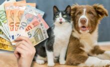 Bonus cane gatti 2024 confermato